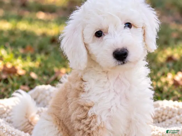 Aussiedoodle dogs for sale: Aussiedoodle 1 - Ad 2