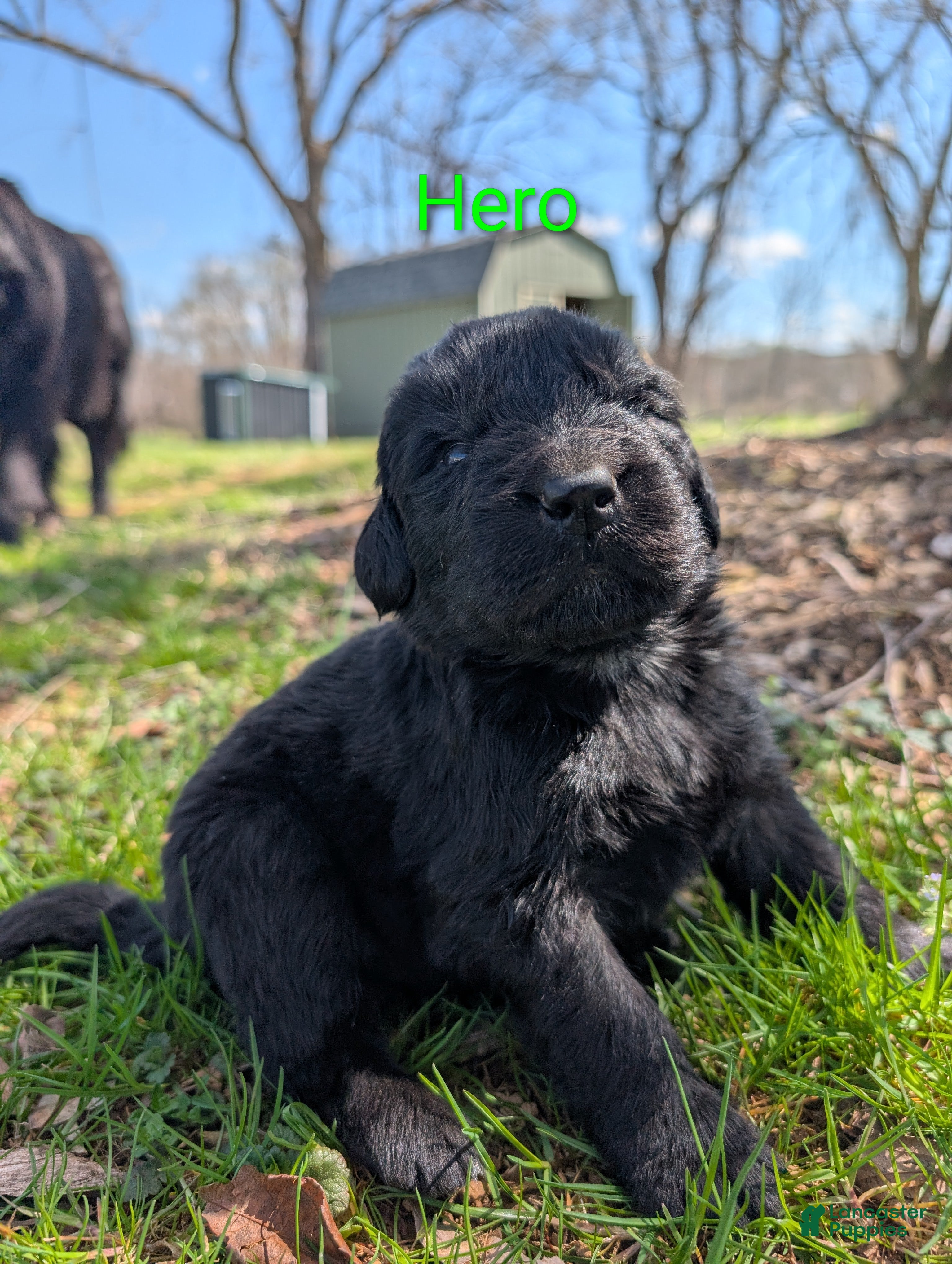 Newfoundland dogs Hero - Ad 32
