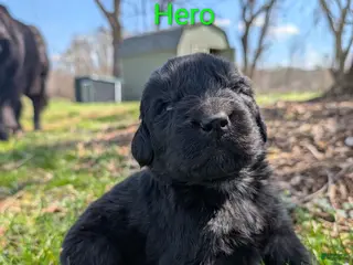 Newfoundland dogs Hero - Ad 32