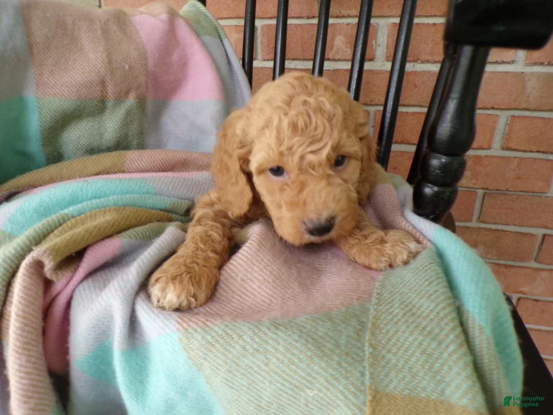 Cockapoo dogs for sale: Chandler - Ad 4