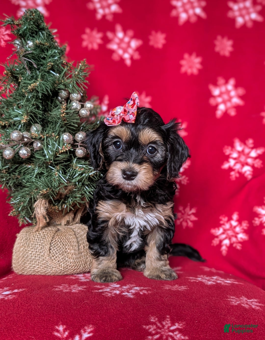 Havapoo dogs for sale: Cali Ready for Christmas!!! - Ad 2