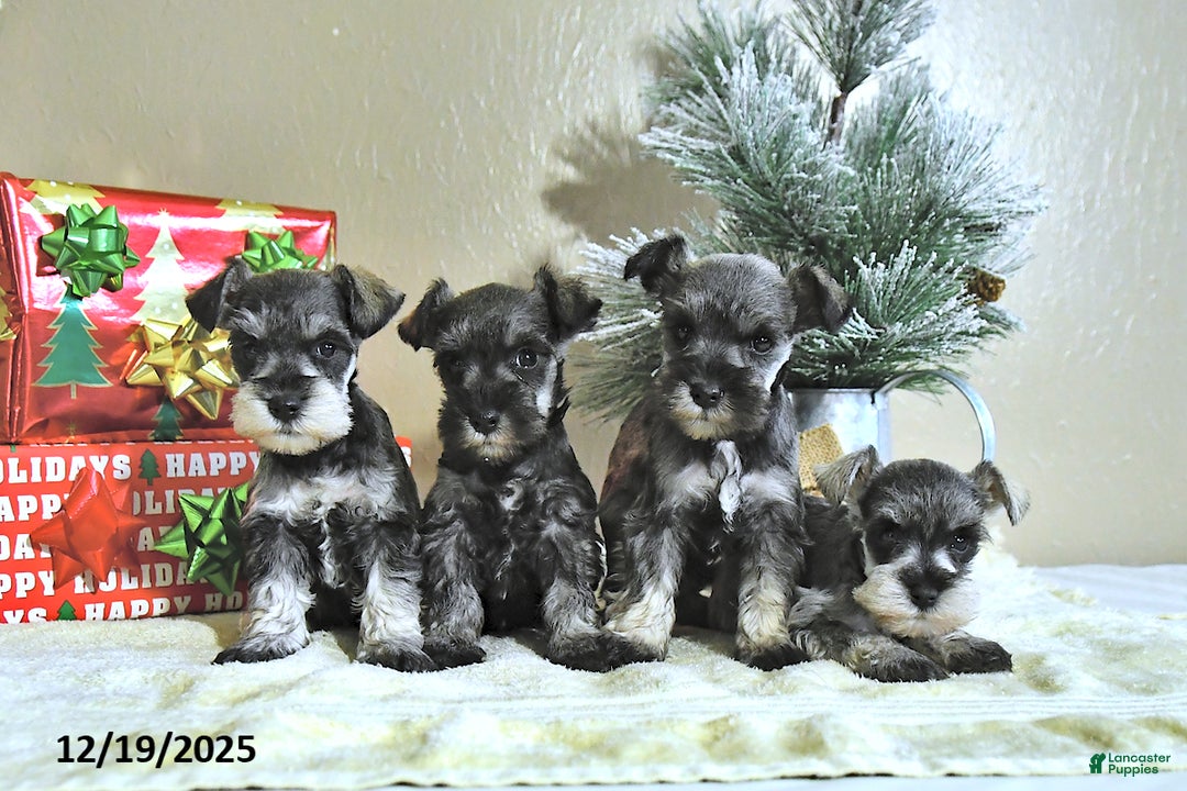 Miniature Schnauzer dogs for sale: Nash - Ad 5
