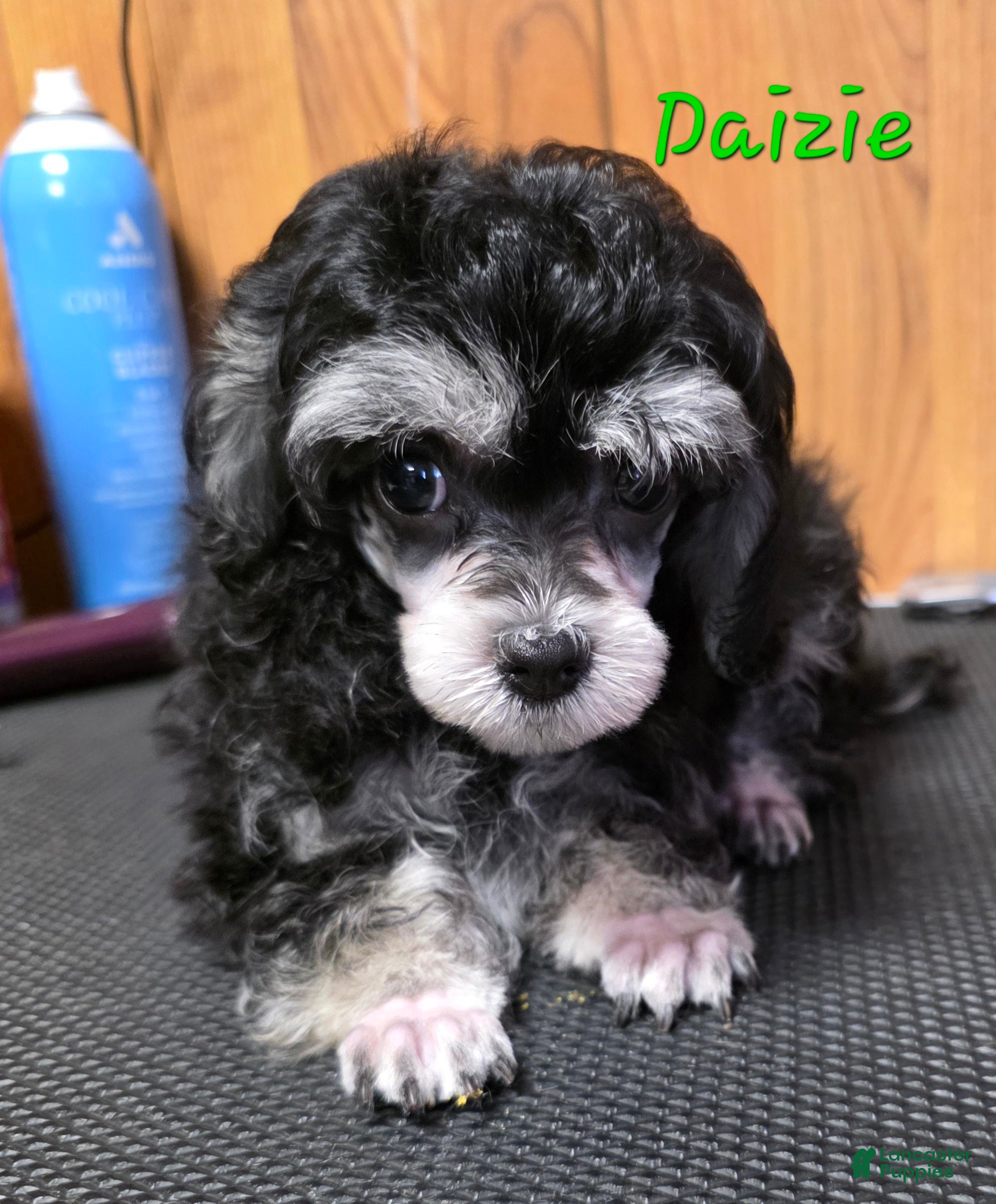 Toy Poodle dogs Daizie - Ad 1