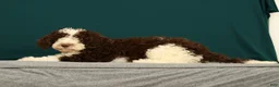 Mini Bernedoodle dogs for sale: Porter - Ad 4