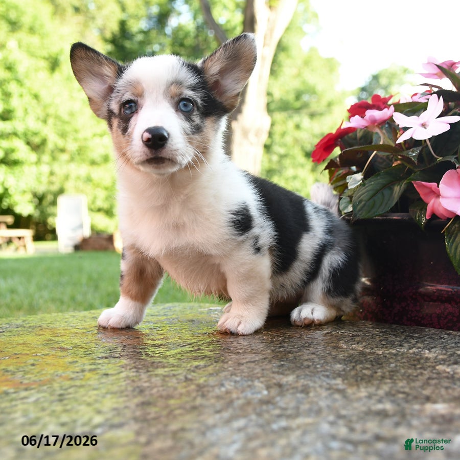 Welsh Corgi Pembroke dogs Reagan - Ad 1