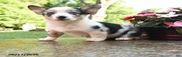 Welsh Corgi Pembroke dogs for sale: Reagan - Ad 1