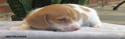 Miniature Dachshund dogs for sale: Smores - Ad 4