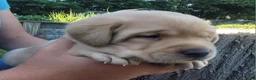 Labrador Retriever dogs for sale: Lasso - Ad 10