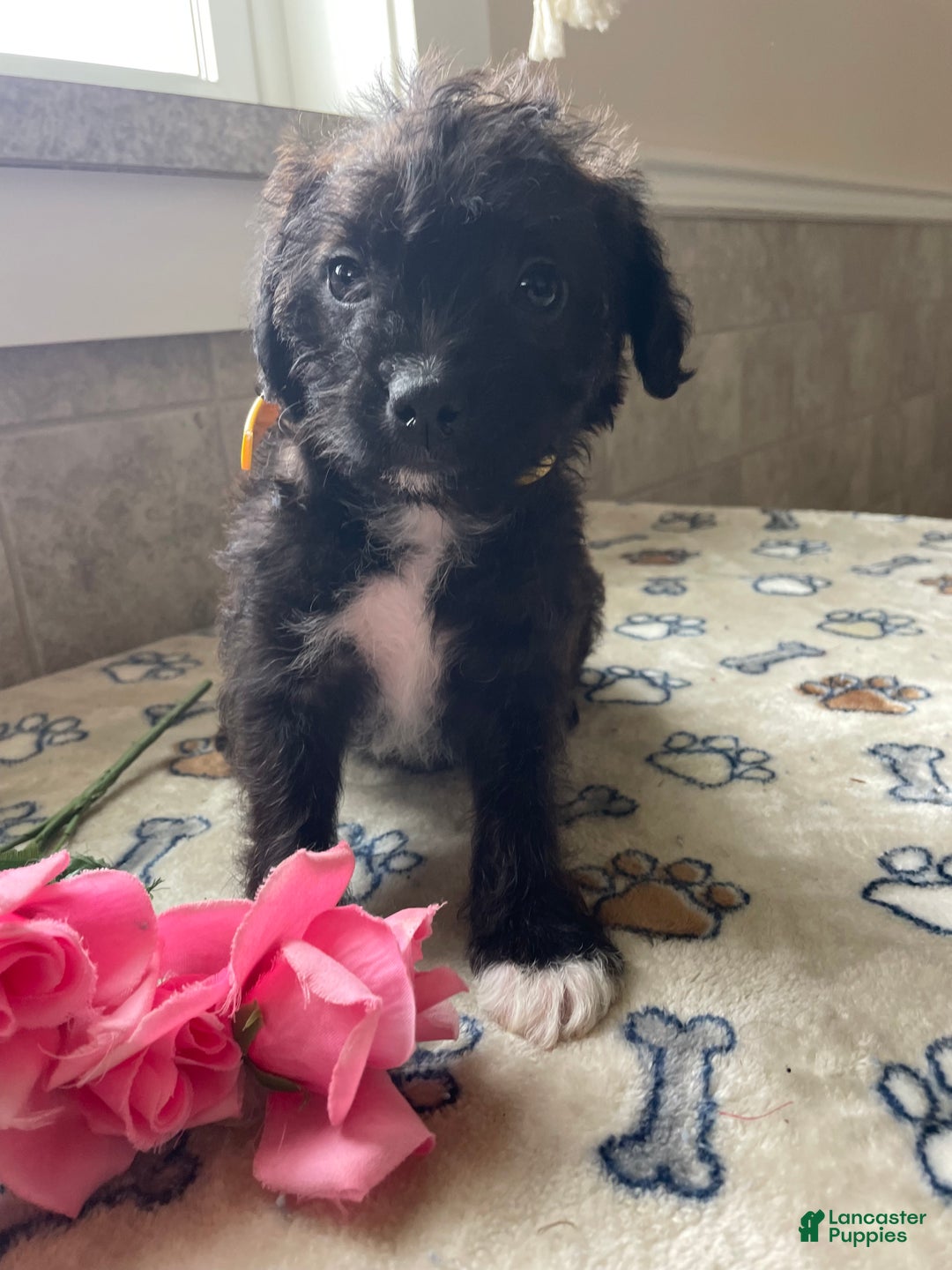 Mixed Breed dogs for sale: Pixie - Ad 1