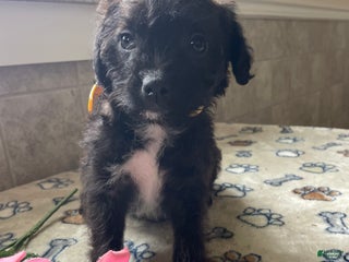 Mixed Breed dogs Pixie - Ad 7