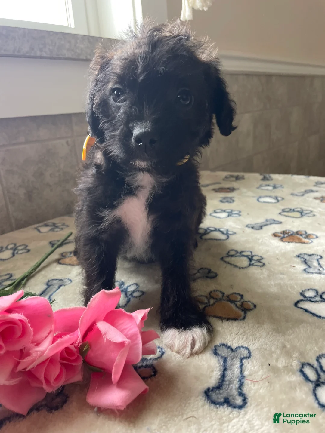 Mixed Breed dogs for sale: Pixie - Ad 2