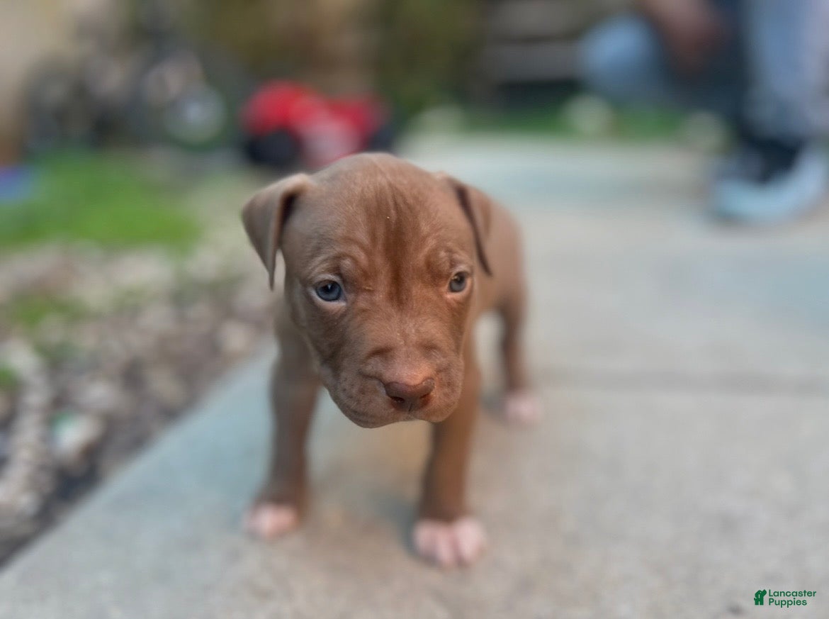 American Bully dogs Pinky - Ad 2