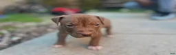 American Bully dogs for sale: Pinky - Ad 1
