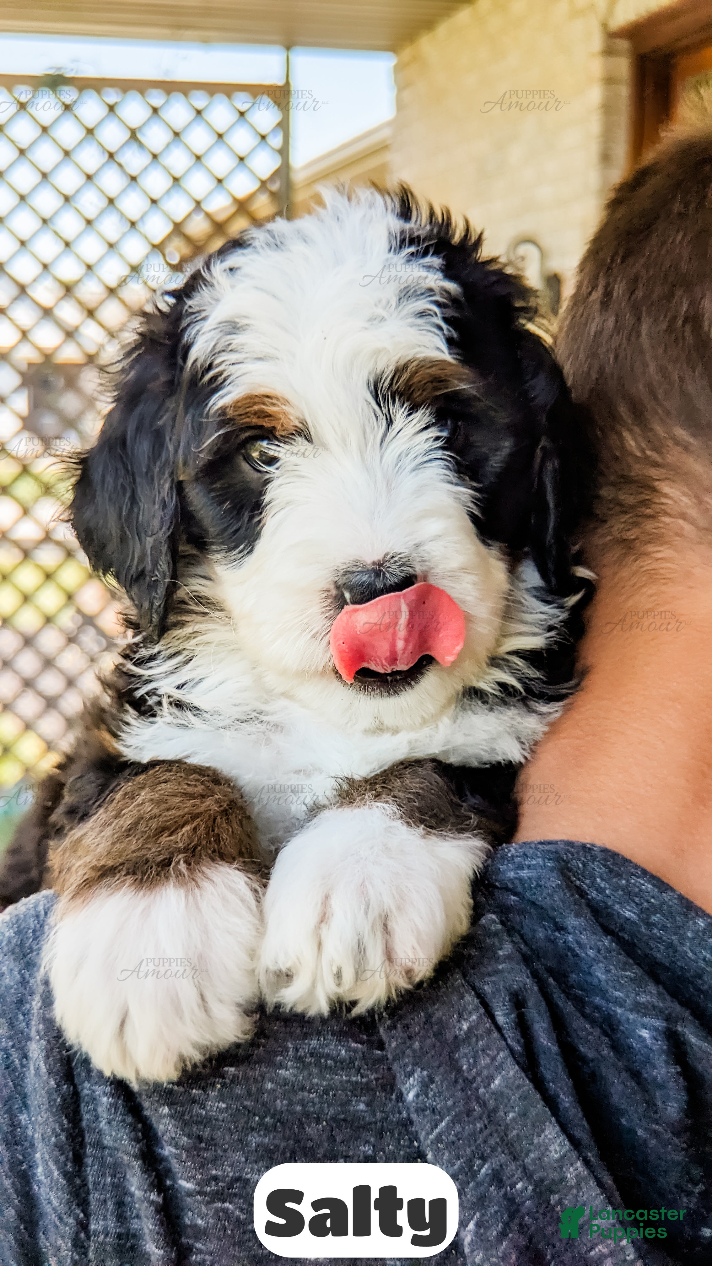 Bernedoodle dogs Salty - Ad 2
