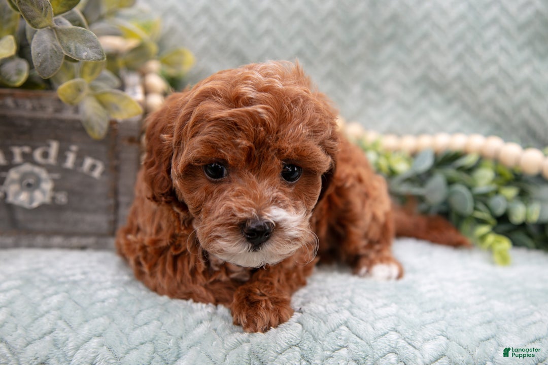 Mini Goldendoodle dogs for sale: Lacy - Ad 3