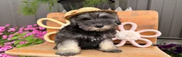 Miniature Schnauzer dogs for sale: Kenneth Miniature Schnauzer  - Ad 5