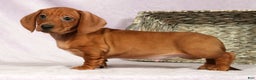 Miniature Dachshund dogs for sale: Simon - Ad 3