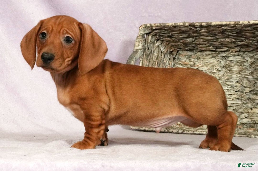 Miniature Dachshund dogs for sale: Simon - Ad 3