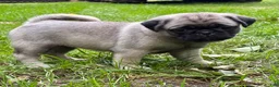 Pug dogs for sale: Nicky - Ad 6
