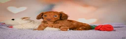 Dachshund dogs for sale: Rose - Ad 3