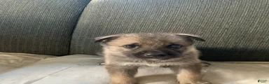 Gerberian Shepsky 3