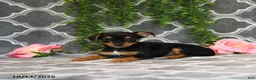 Chorkie dogs for sale: Kendra - Ad 3