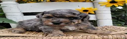 Bichpoo dogs for sale: Timber - Ad 4