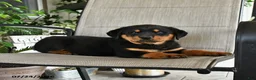 Rottweiler dogs for sale: Major - Ad 3