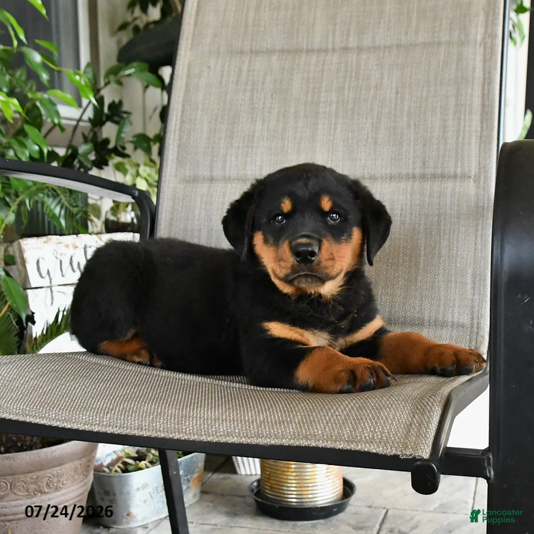 Rottweiler dogs for sale: Major - Ad 3