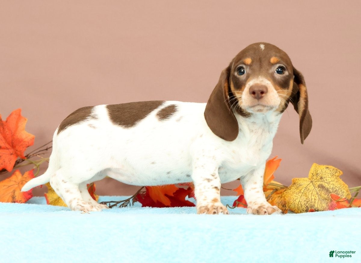 Miniature Dachshund dogs Autumn - Ad 1