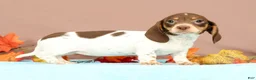 Miniature Dachshund dogs for sale: Autumn - Ad 1