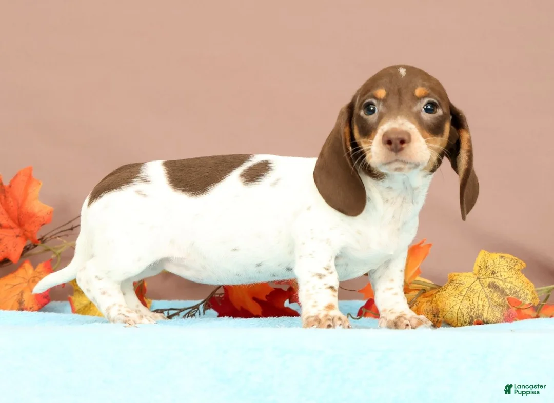 Miniature Dachshund dogs for sale: Autumn - Ad 1