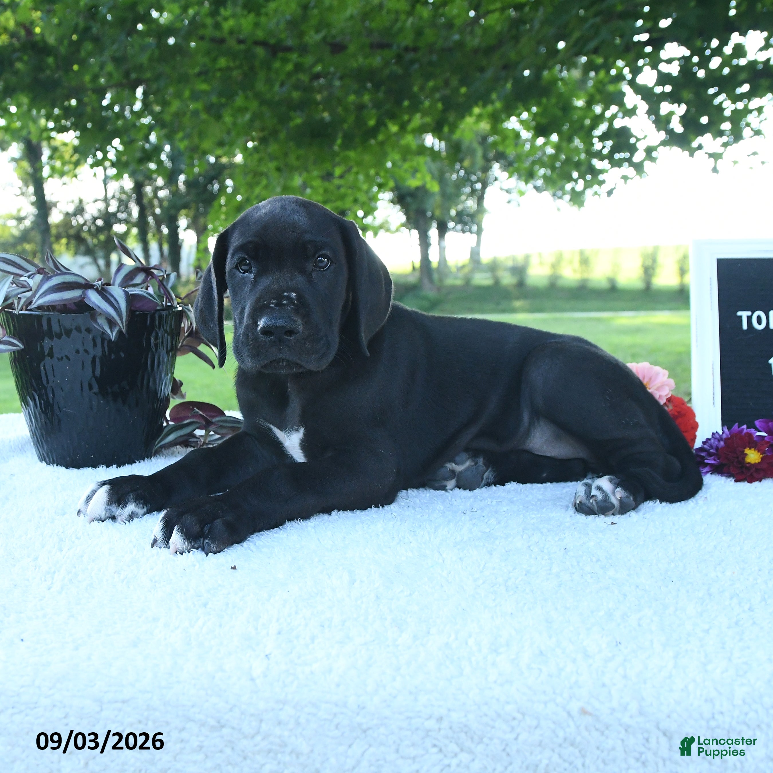 Great Dane dogs Lola - Ad 2