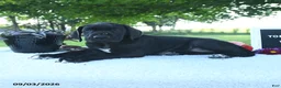 Great Dane dogs for sale: Lola - Ad 6