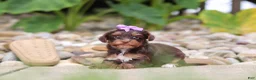 Yorkiepoo dogs for sale: Bon Bon - Ad 5