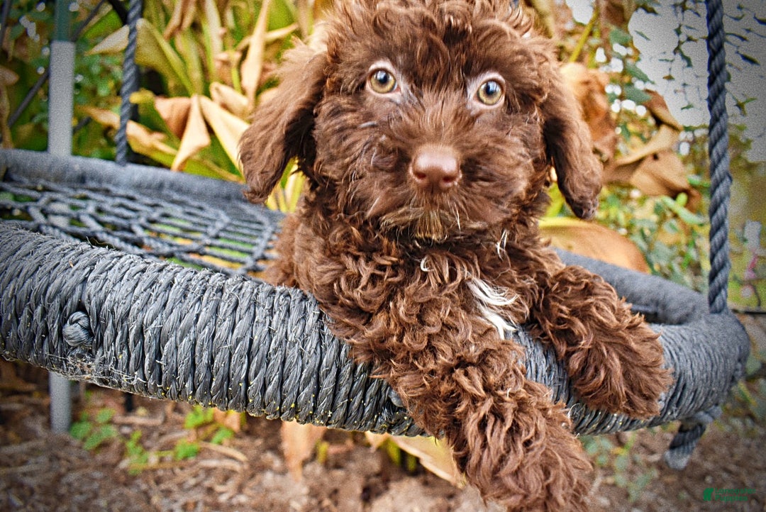 Havapoo dogs for sale: Lady - Ad 3