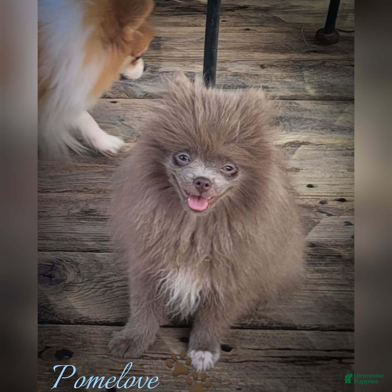 Pomeranian dogs Giovanni - Ad 40