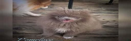 Pomeranian dogs for sale: Giovanni - Ad 1