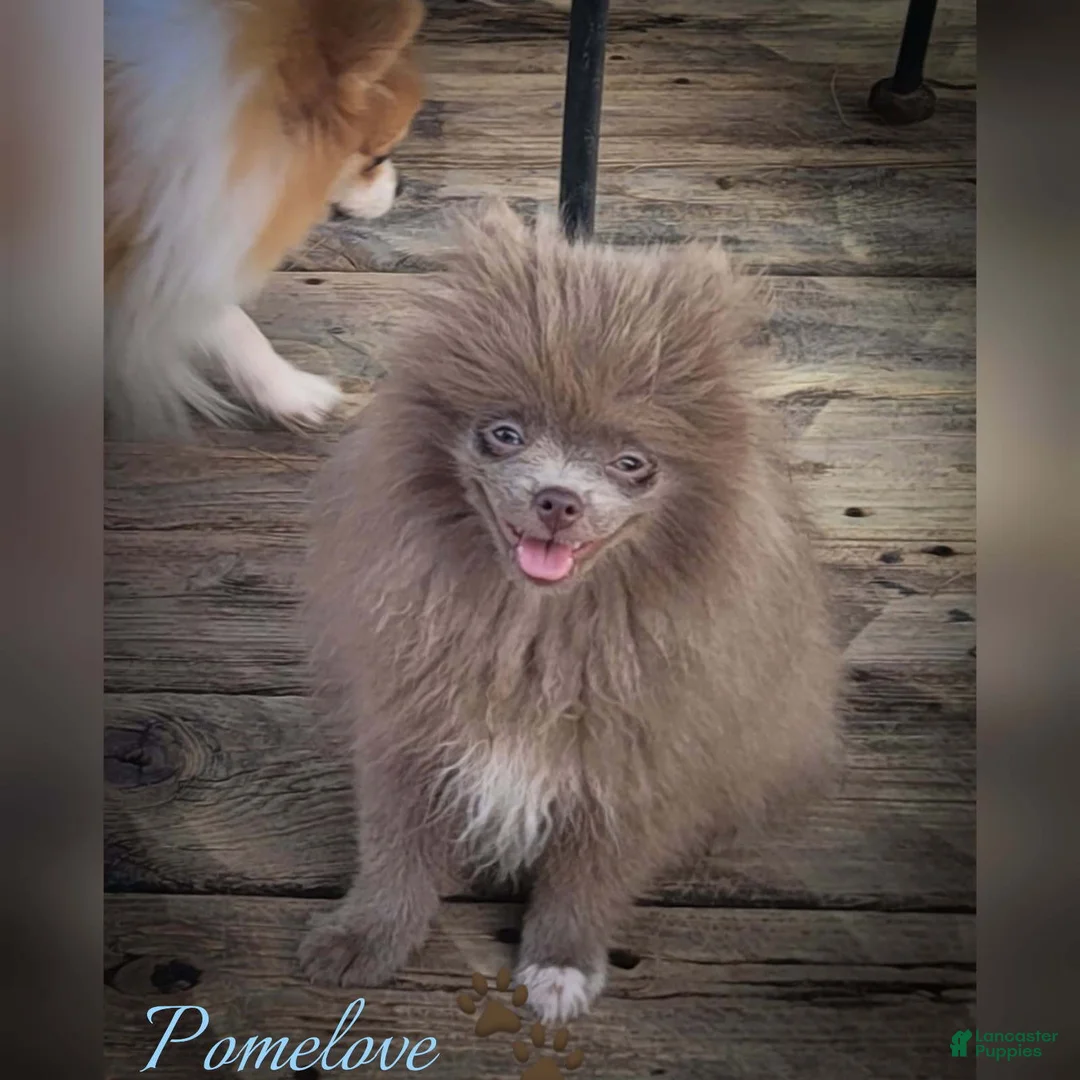 Pomeranian dogs for sale: Giovanni - Ad 1