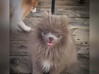 Pomeranian dogs Giovanni - Ad 40