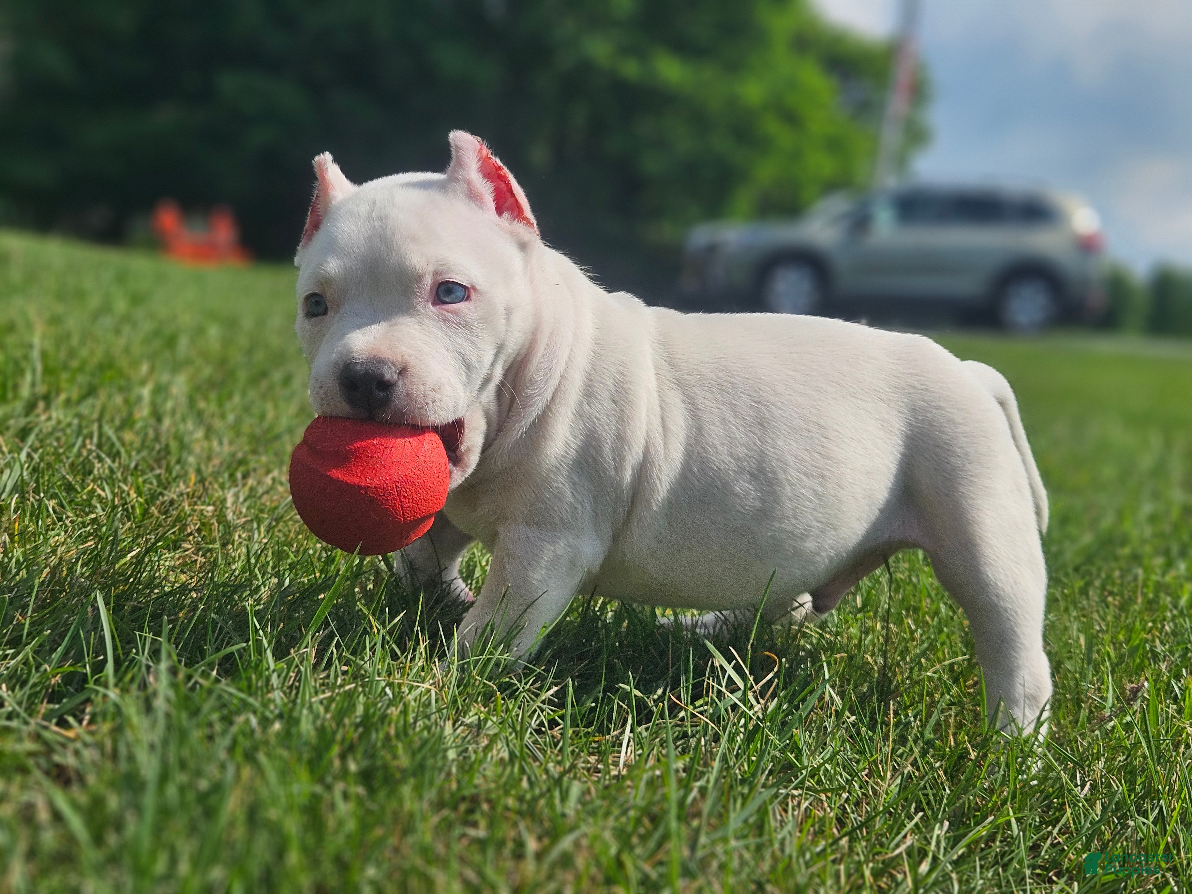 American Bully dogs White Male - Tatanka - Ad 1