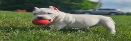 American Bully dogs for sale: White Male - Tatanka - Ad 3