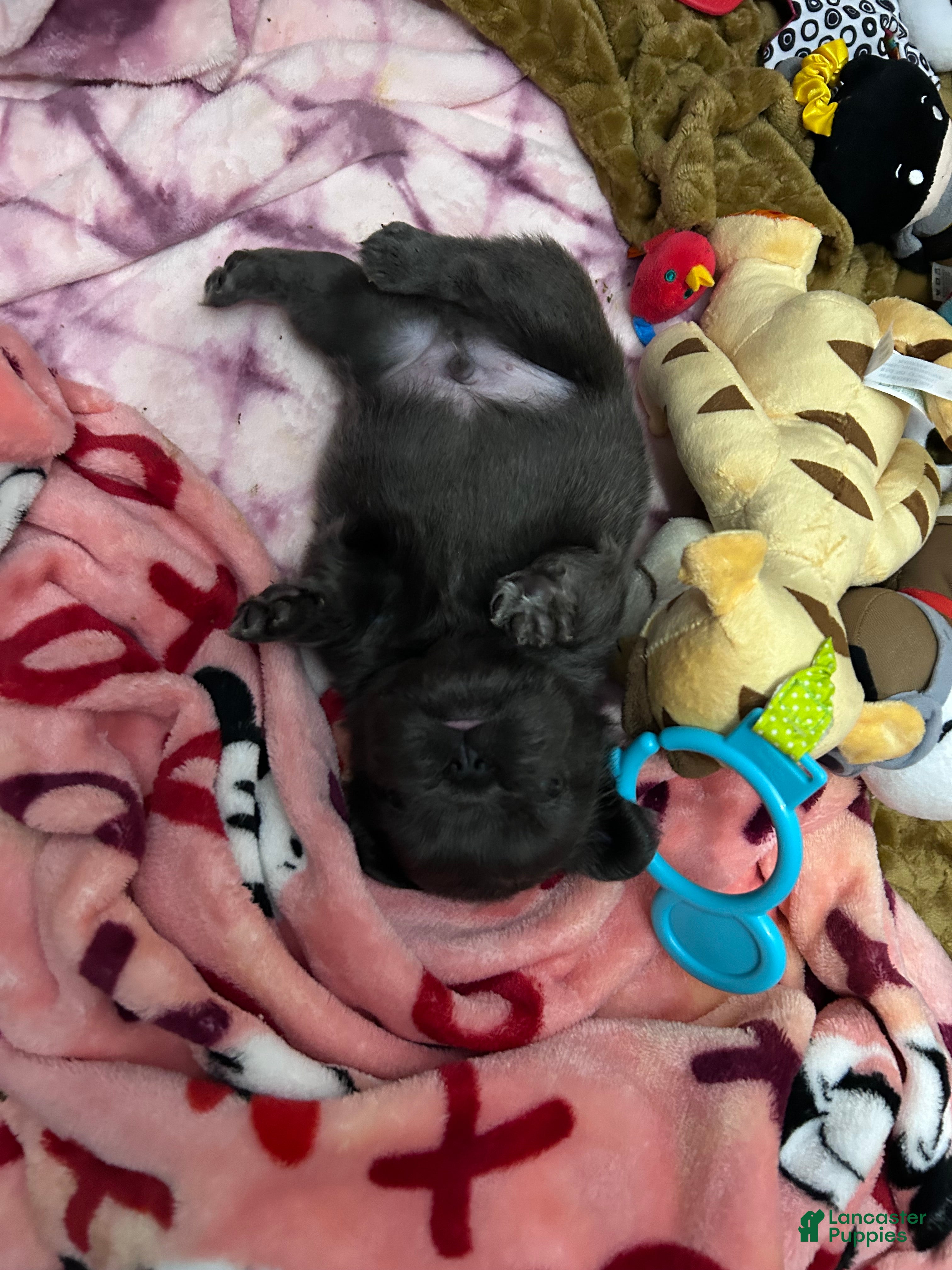 French Bulldog dogs for sale: French Bulldog Puppy 4 - Ad 2