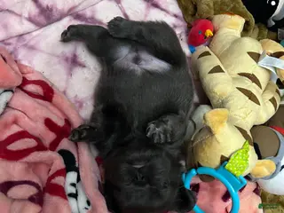 French Bulldog dogs for sale: French Bulldog Puppy 4 - Ad 2