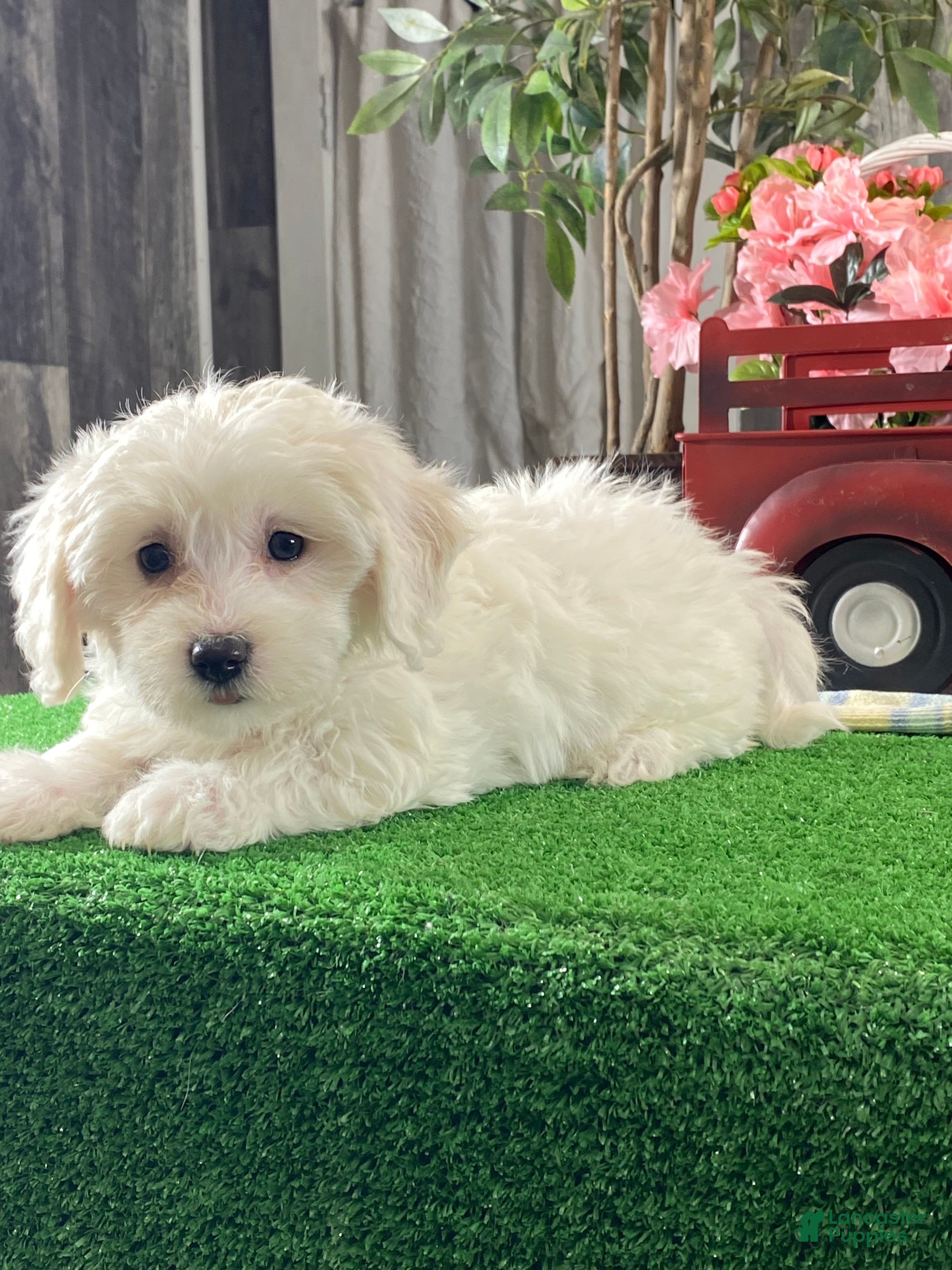 Mixed Breed dogs Abby - Ad 19