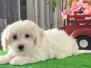 Mixed Breed dogs Abby - Ad 19