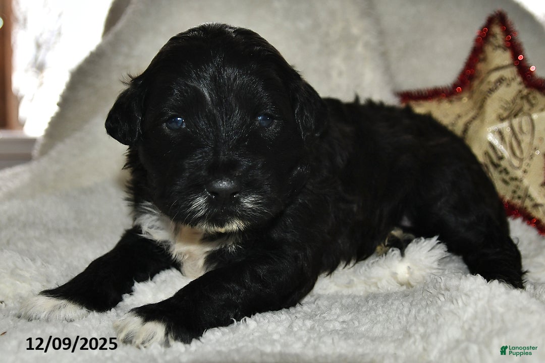 Portuguese Water Dog dogs for sale: Denny - Ad 3
