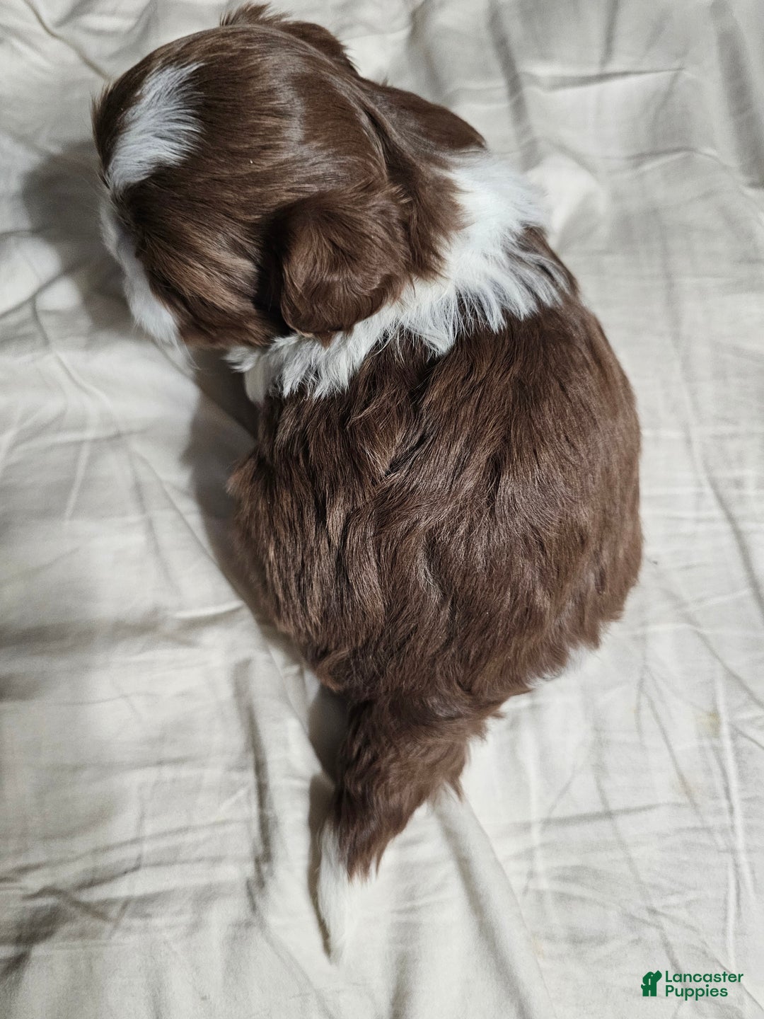 Shih Tzu dogs for sale: Henny - Ad 4