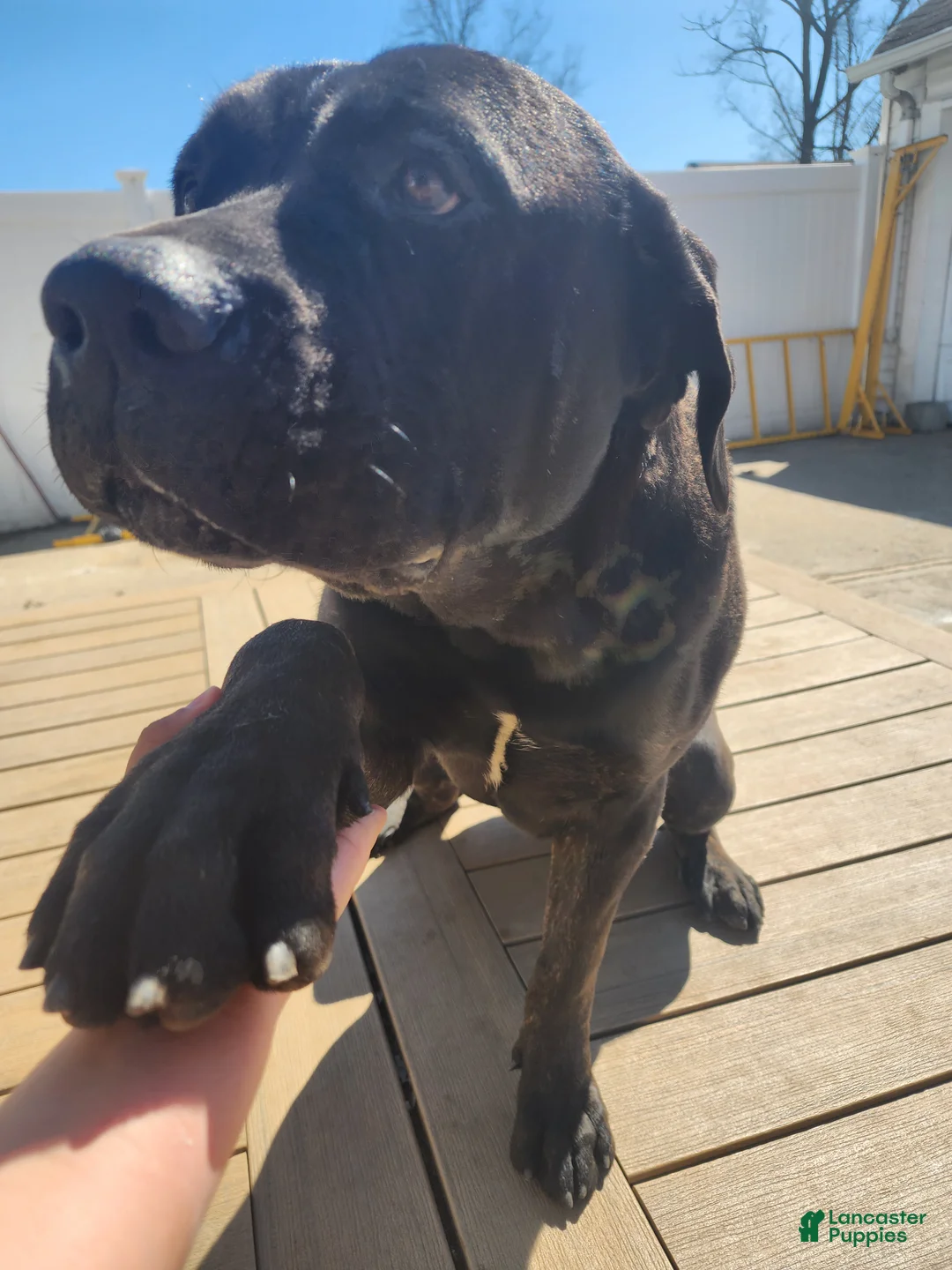 Cane Corso dogs for sale: Cane Corso Puppy 1 - Ad 2