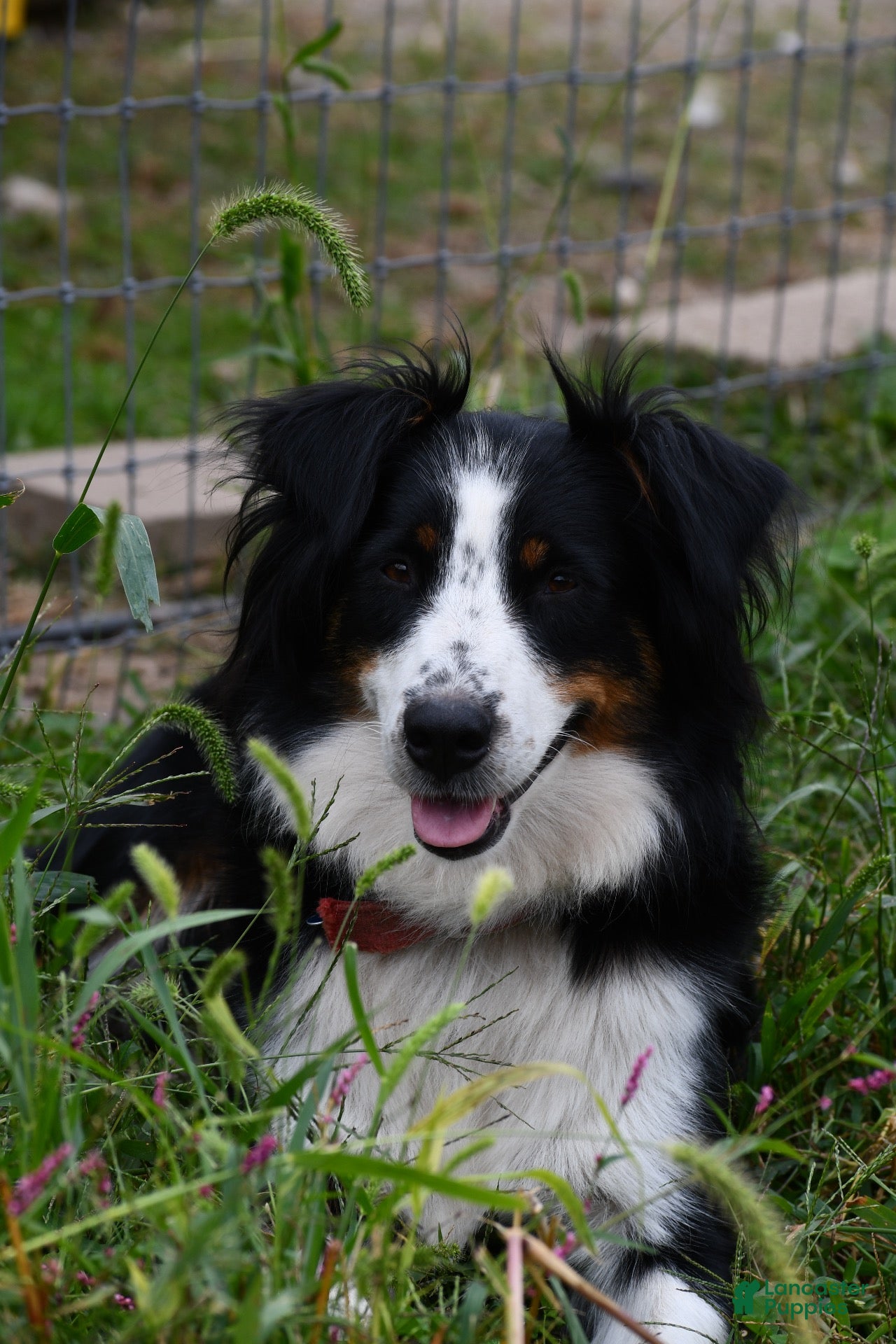Aussiedoodle dogs for sale: Aussiedoodle 2 - Ad 2